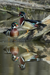 Wood ducks