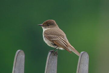 Wild birds