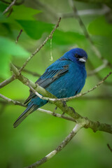 Indigo Bunting