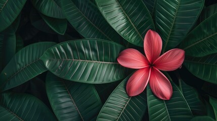 Obraz premium Frangipani flower in shades of pink and red resting on a leafy green background