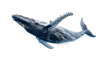 Whale isolated on a transparent background, PNG, Ai