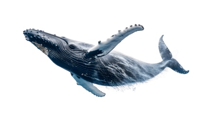 Whale isolated on a transparent background, PNG, Ai