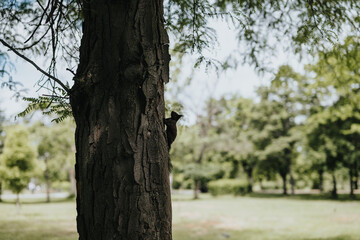 A clear day in the park highlights a squirrel ascending the rugged bark of a large tree, surrounded by fresh, green foliage.