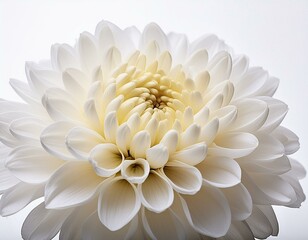 white chrysanthemum flower