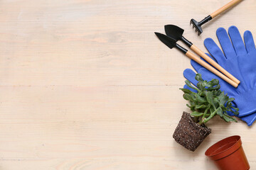 Transplanting plant and gardening supplies on wooden beige background. Top view
