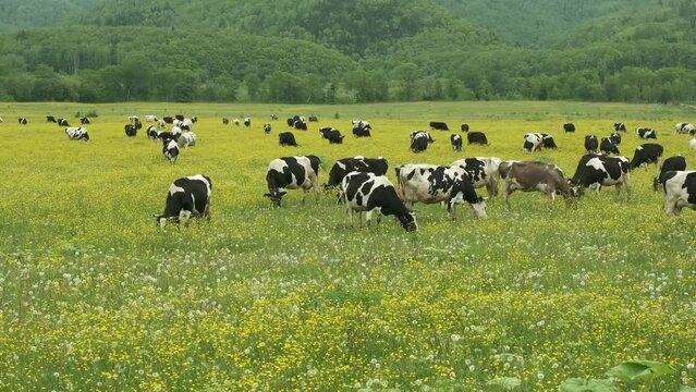 A herd of dairy cows grazes in a flower meadow on a summer day. Rural landscape.