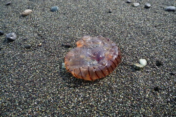 うちあがったアカクラゲ