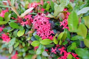 咲き始めのサンダンカ