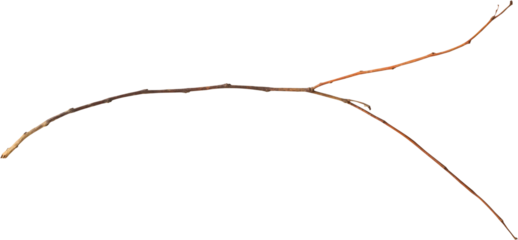 Dry tree branches isolated on white background