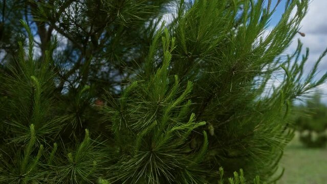 Lush green foliage of aleppo pine pinus halepensis found outdoors in a forest in puglia, italy, thriving under a clear blue sky.
