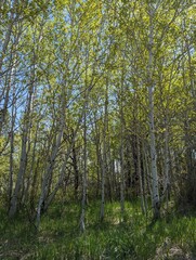 Birch Forrest in Spring