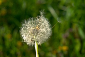 Dandelion in grass