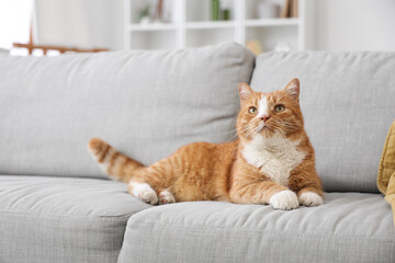 Cute red cat lying on grey sofa at home