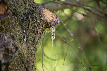 Close-up of tree bark with dripping sap in a forest, natural beauty and tranquility
