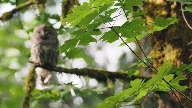 Big leaf maple branch blowing in the wind then focusing to reveal a sleeping Barred Owl (Strix varia) on a branch behind it in the Pacific Northwest rainforest.