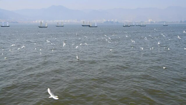 Red-billed gulls flying over Dianchi Lake in Kunming, Yunnan