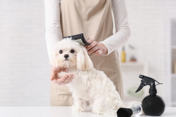 Female groomer brushing cute Maltese dog in salon