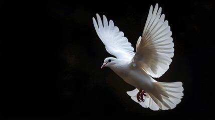 White dove flying isolated on black background, symbolizing freedom and peace, suitable for international day of peace concept