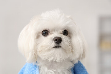 Cute Maltese dog with towel in groomer salon, closeup