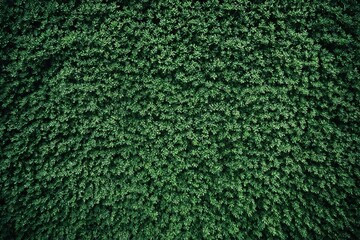 green moss background