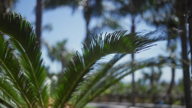 Lush green sago palm cycas revoluta fronds, tropical, nature, garden, sunlight, bokeh, foliage, outdoor, serene, exotic.