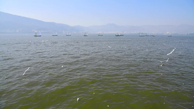 Red-billed gulls flying over Dianchi Lake in Kunming, Yunnan