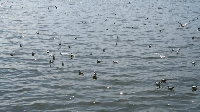Red-billed gulls flying over Dianchi Lake in Kunming, Yunnan