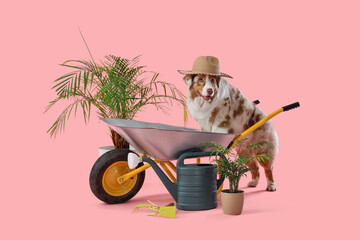 Cute Australian Shepherd dog with wheelbarrow , watering can and houseplants on pink background