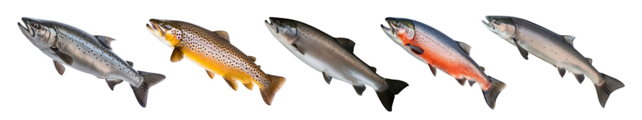 Obraz premium Salmon png element set on transparent background
