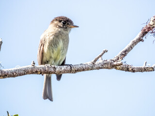 Black-capped Flycatcher - Empidonax atriceps in Costa Rica