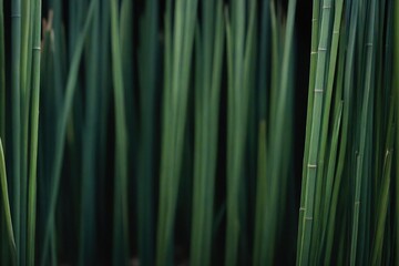 Bcakground and Texture