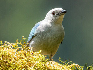 Blue-grey Tanager - Thraupis episcopus in Costa Rica