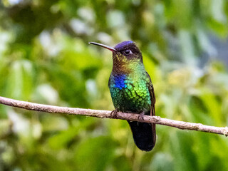 Fiery-throated Hummingbird - Panterpe insignis in Costa Rica
