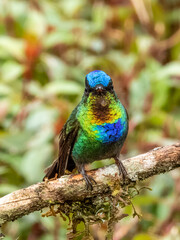Fiery-throated Hummingbird - Panterpe insignis in Costa Rica
