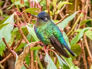 Fiery-throated Hummingbird - Panterpe insignis in Costa Rica