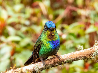 Fiery-throated Hummingbird - Panterpe insignis in Costa Rica