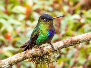 Fiery-throated Hummingbird - Panterpe insignis in Costa Rica