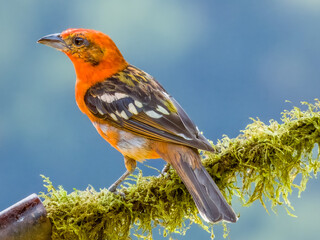 Flame-coloured Tanager - Piranga bidentata in Costa Rica