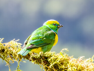 Golden-browed Chlorophonia - Chlorophonia callophrys in Costa Rica