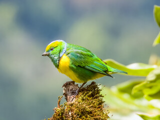 Golden-browed Chlorophonia - Chlorophonia callophrys in Costa Rica