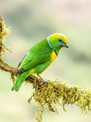 Golden-browed Chlorophonia - Chlorophonia callophrys in Costa Rica