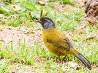 Large-footed Finch - Pezopetes capitalis in Costa Rica