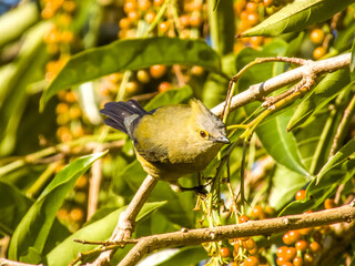 Long-tailed Silky-flycatcher - Ptiliogonys caudatus in Costa Rica