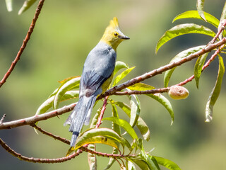 Long-tailed Silky-flycatcher - Ptiliogonys caudatus in Costa Rica
