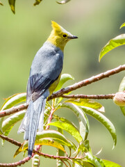 Long-tailed Silky-flycatcher - Ptiliogonys caudatus in Costa Rica