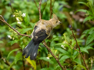 Long-tailed Silky-flycatcher - Ptiliogonys caudatus in Costa Rica