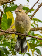Long-tailed Silky-flycatcher - Ptiliogonys caudatus in Costa Rica