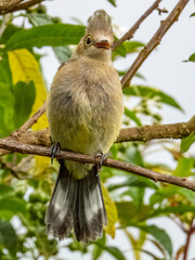 Long-tailed Silky-flycatcher - Ptiliogonys caudatus in Costa Rica