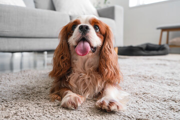 Cute cavalier King Charles spaniel lying on carpet at home