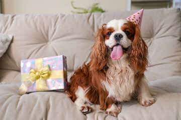 Cute cavalier King Charles spaniel with gift box and party hat sitting on sofa at home